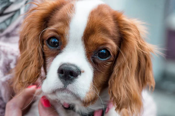 Cavalier King Charles Spaniel  puppy portrait close-up — Stock Photo, Image