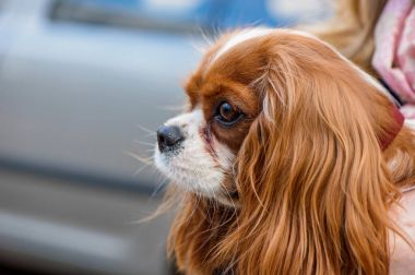 Düşüncesiz kral şarlatan İspanyol portre yakın çekim açık atış