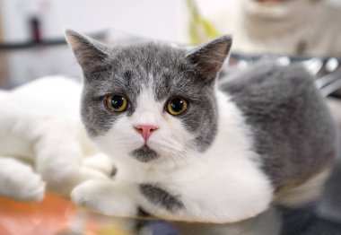 İskoç Fold kedi düz kulakları yakın çekim ile