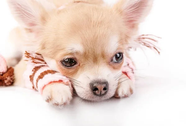 Carino chihuahua cucciolo con strisce leggings di lana primo piano su sfondo bianco — Foto Stock