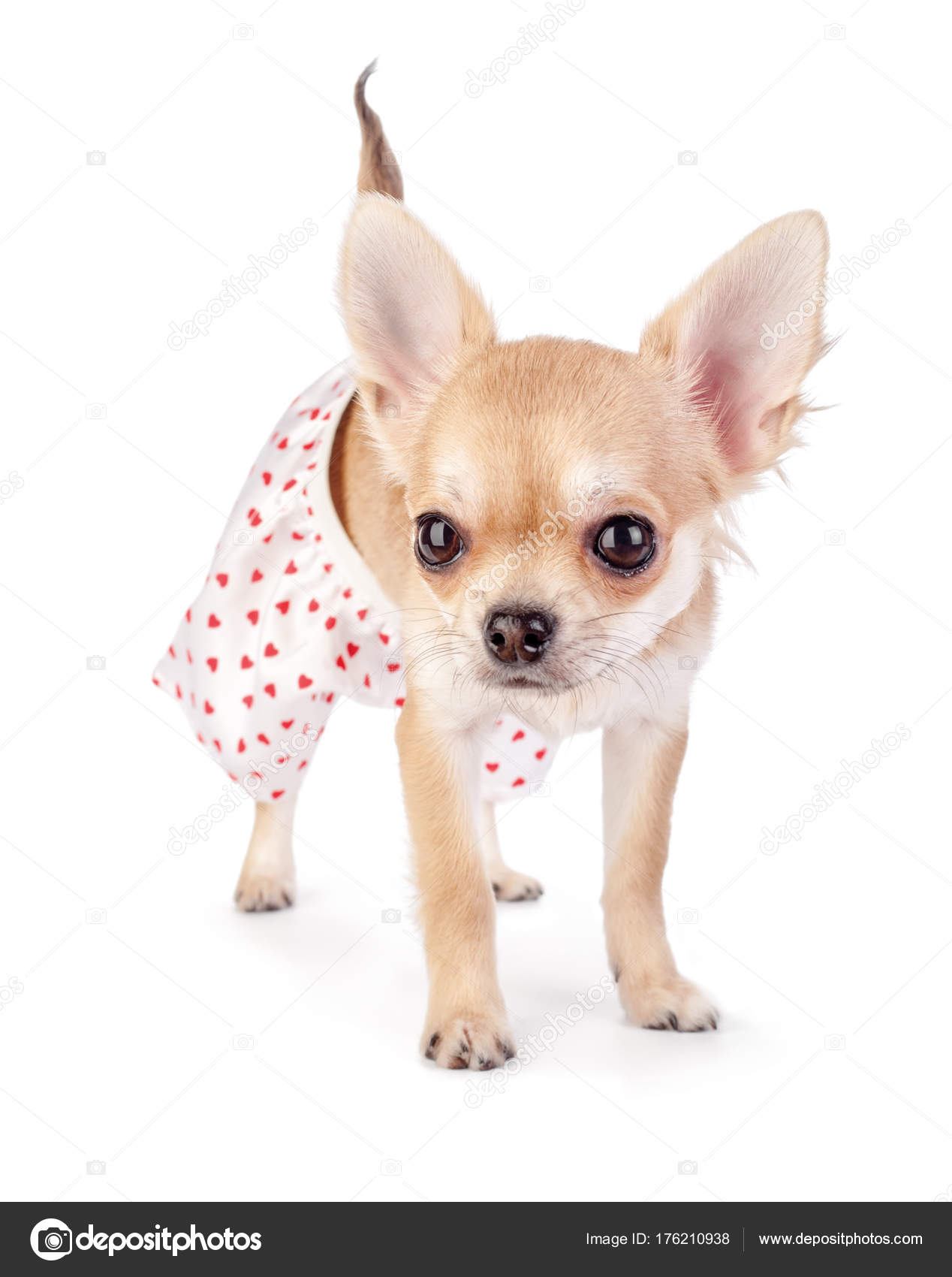 Cute Chihuahua Puppy Dressed Funny Panties Red Hearts Standing