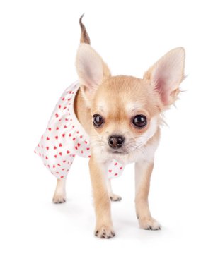 şirin chihuahua köpek yavrusu beyaz arka plan üzerinde izole kırmızı kalpler konumu olan komik bir külot giymiş  