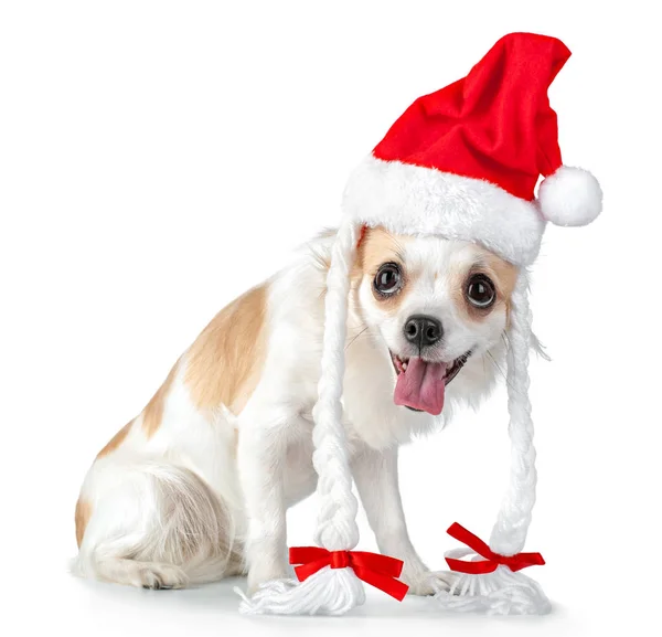 Glücklicher Chihuahua Hund Mit Weihnachtsmütze Zöpfen Und Schleifen Auf Weißem — Stockfoto