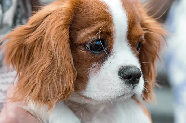 Cavalier King Charles Spaniel  puppy portrait close-up  on blurred background