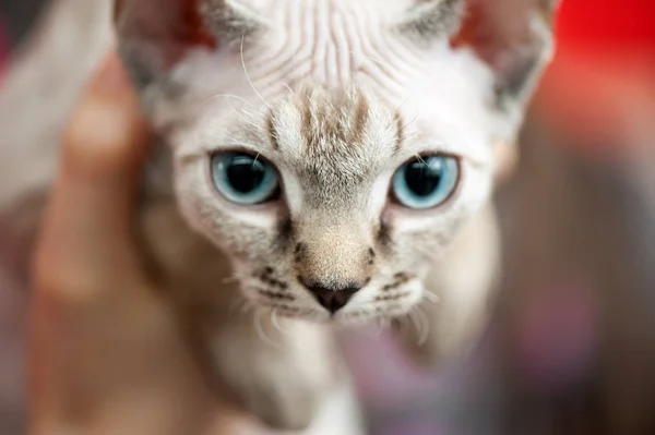 Thailändska Kattunge Med Blå Ögon Porträtt Närbild Suddig Bakgrund Grunt — Stockfoto