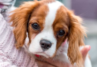 Cavalier King Charles Spaniel köpek yavrusu portre yakın çekim sahibi elinde 
