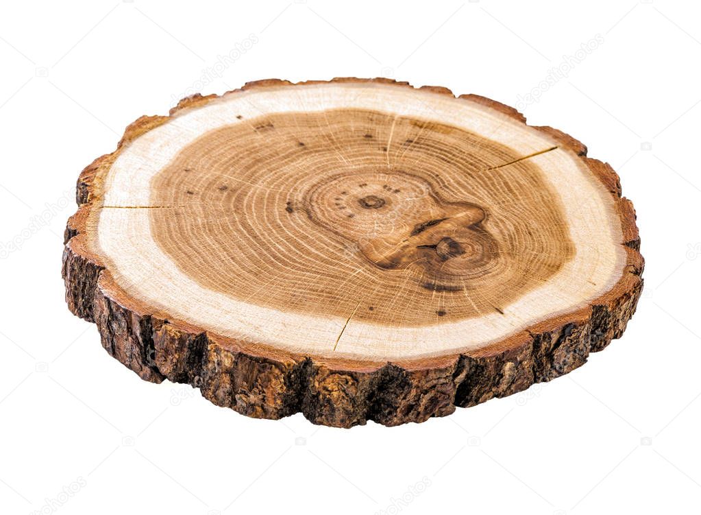 cracked tree trunk cross section with annual rings close-up isolated on white background
