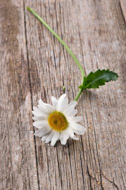 Papatya çiçek rustik doğal ahşap zemin üzerine