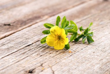 Potentilla fruticosa ağaçsı kurtpençesi Goldfinger çiçek yakın doğal ahşap zemin üzerinde çekim