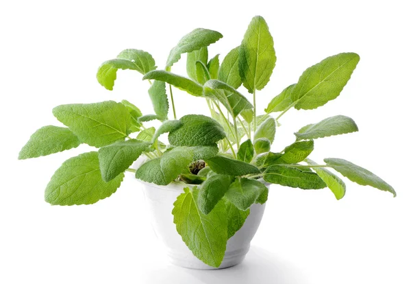 Sálvia Salvia Officinalis Planta Vaso Flores Isolado Sobre Fundo Branco — Fotografia de Stock