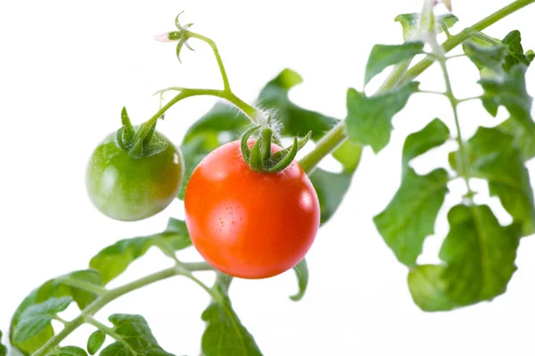 Kleine Jonge Cherry Tomaten Tak Close Witte Achtergrond — Stockfoto
