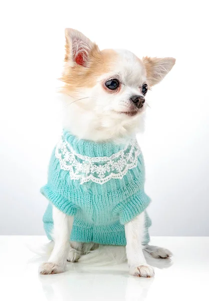 Chihuahua Pies Ubrany Niebieski Sweter Ozdobiony Koronką Siedzi Jasnym Tle — Zdjęcie stockowe