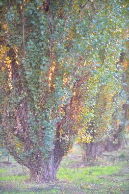 Sonbaharda günbatımında beyaz piramit kavak sokakları (Populus) 