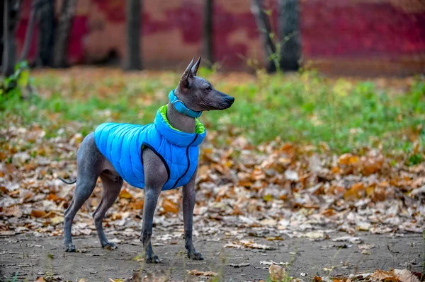 Xoloitzcuinnle メキシコの毛のない犬 子犬とともに青襟と現代のジャケット無袖立ち上の秋の背景 — ストック写真