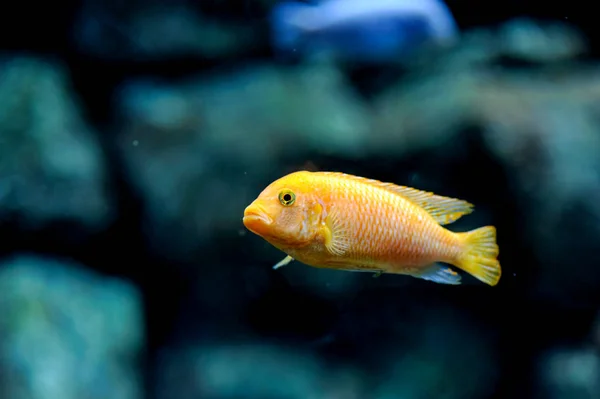 Red zebra cichlid or Esther  Grant's zebra (Maylandia estherae) rock dwelling fish close-up underwater  in aquarium