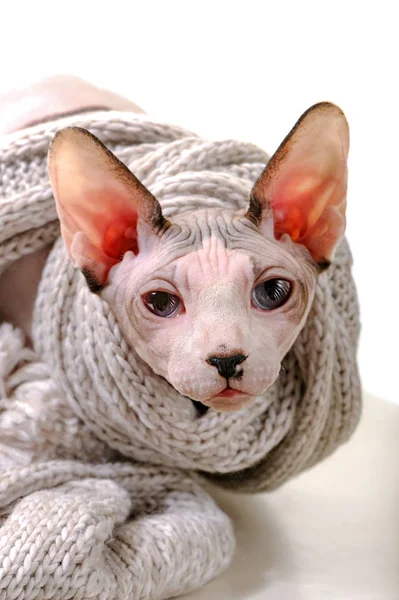 Canadian Sphynx Cat Wrapped Knitted Scarf Portrait Close White Background — Stock Photo, Image