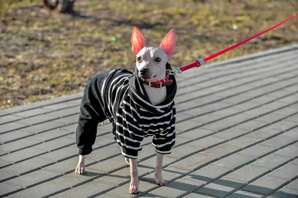 American Hairless Terrier Chien Vêtu Une Combinaison Velours Rayé Noir — Photo