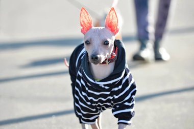 Amerikan Kılsız Teriyer köpeği siyah beyaz çizgili kadife tulum ve kırmızı yakalı sokak fotoğrafı boyunca yürüyor. 