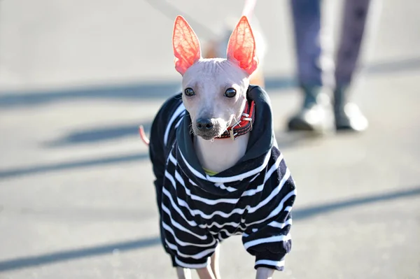 American Hairless Terrier Chien Vêtu Une Combinaison Velours Rayé Noir — Photo