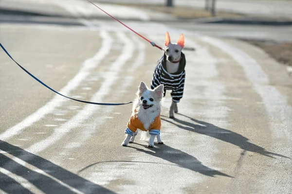 Chihuahua Cani Terrier Americani Senza Peli Che Camminano Strada Con — Foto Stock