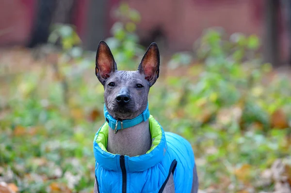 Xoloitzcuintle Mexický Chlupatý Pes Štěně Modrým Límcem Moderní Bunda Portrét — Stock fotografie