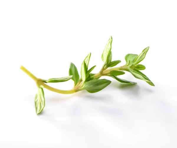 Sprig Fresh Thyme Close White Background — Stock Photo, Image