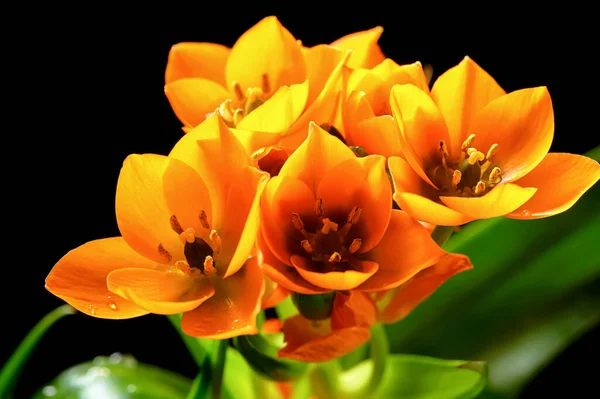 Ornithogalum Dubium疑わしい鳥 太陽の星またはベツレヘムの星 黒い背景に明るいオレンジ色の花をクローズアップ — ストック写真