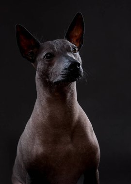 Xoloitzcuintle (Meksika Kılsız Köpeği) tarafsız gri arka planda oturan yakın plan portresi  