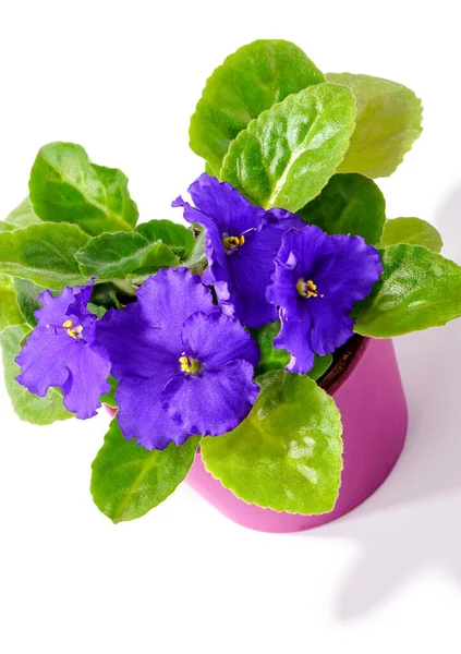 Purple African Violet Saintpaulia Ionantha Lilac Pot Close Isolated White — Stock Photo, Image