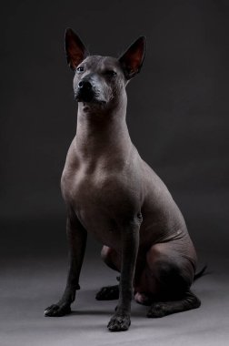 Xoloitzcuintle (Meksika Kılsız Köpeği) nötr gri arkaplanda oturan ve kameraya bakan portre 