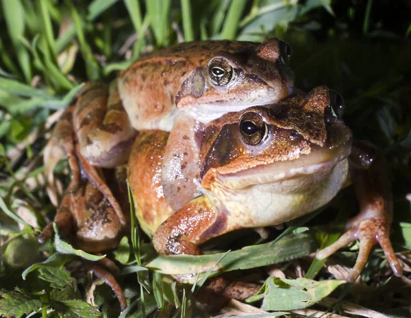 Twee kikkers van de tijdelijke soort die copuleren — Stockfoto