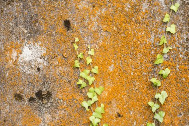 mantar duvarı ve sarmaşık