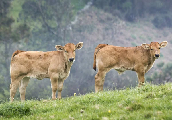 Dois bezerros em um prado — Fotografia de Stock