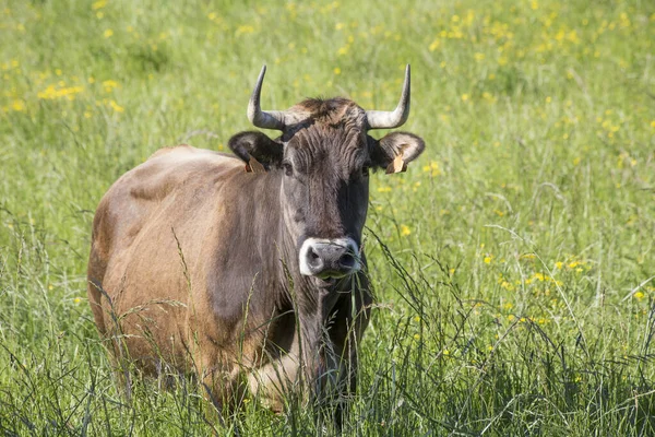 Vaca en un prado en primavera —  Fotos de Stock