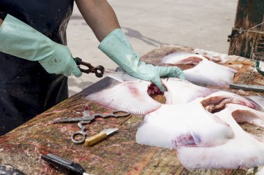 Balıkçı kadın denizden taze balık kesiyor.