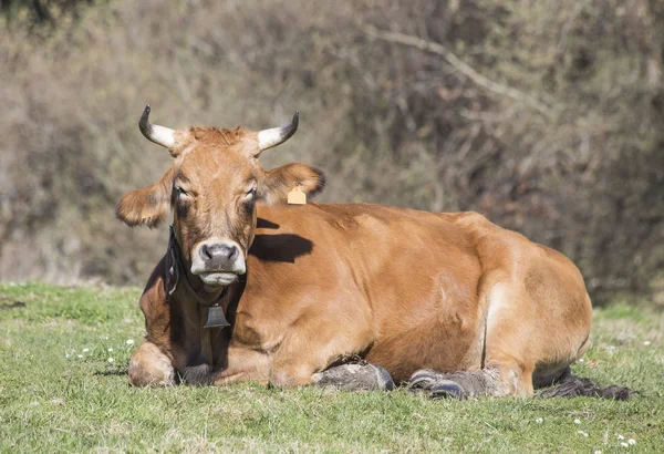 Vaca no campo muito relaxado com os olhos fechados — Fotografia de Stock