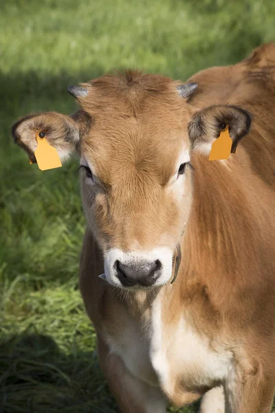 一头棕色的小母牛看着绿色田野上的摄像机 Bos Primigenius Taurus — 图库照片