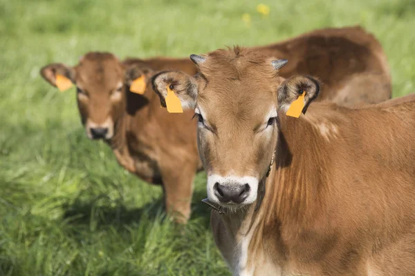 Vacas Pequenas Frente Para Câmera Campo Verde Bos Primigenius Taurus — Fotografia de Stock