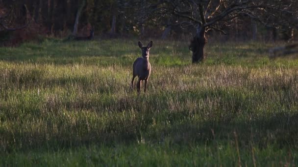 イクラの鹿が立ち上がり日没時には芝生の上でじっくり観察しています — ストック動画