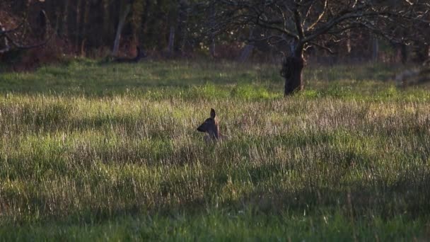 Sarna Patrząca Bokiem Polu Trawy Wiosną Zachodzie Słońca — Wideo stockowe