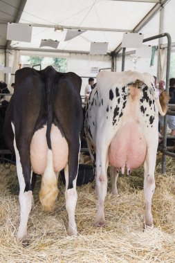 Bir sığır yarışmasında iki ineğin memeleri, adil.