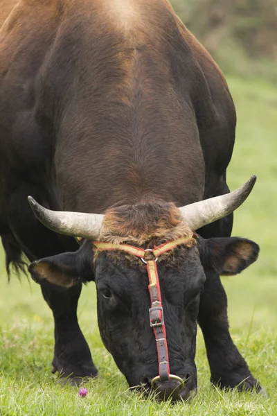 Touro Bos Taurus Pastando Prado Olhando Ameaçadoramente Para Câmera — Fotografia de Stock