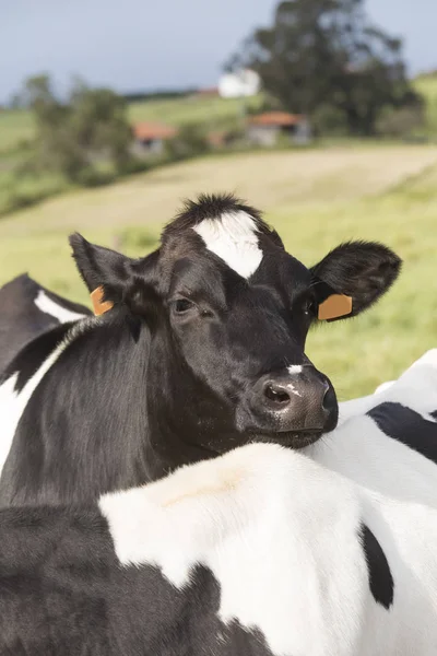 Uma Vaca Leiteira Com Nariz Apoiado Outra Vaca Olha Atentamente — Fotografia de Stock