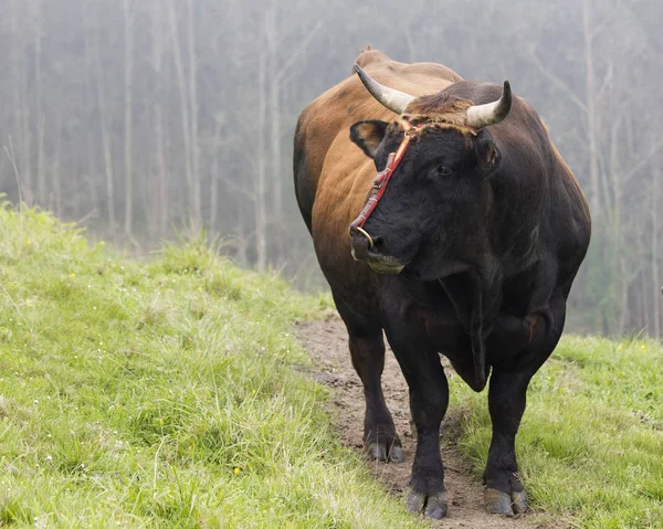 一只金牛座牛在草地上面对侧边 复制空间 — 图库照片