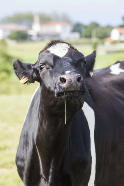 Uma Vaca Leite Preto Branco Baba Num Gesto Muito Engraçado — Fotografia de Stock