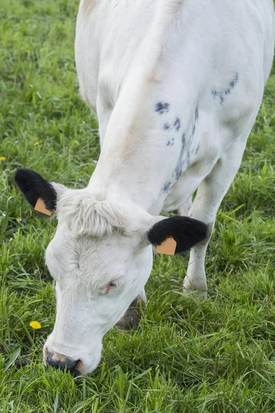 一头无角的黑白奶牛在北欧绿草草地上吃草 — 图库照片