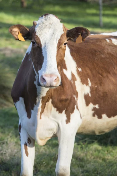 黄昏时分 一头棕色和白色的奶牛面对着摄像机 躺在一片绿草上 — 图库照片
