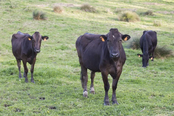 Een Drie Zwarte Melkkoeien Een Veld Van Groen Gras Tegenover — Stockfoto