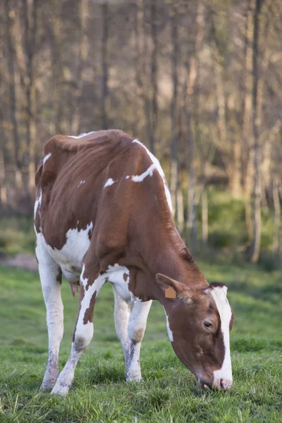 黄昏时分 一头红白相间的奶牛在一片绿草上吃草 — 图库照片