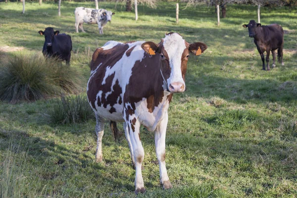 Cuatro Vacas Lecheras Diferentes Colores Campo Hierba Verde Primer Plano —  Fotos de Stock